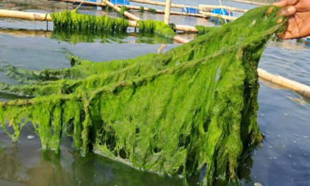 উপকূলীয় জীবিকা ও জলবায়ু পরিবর্তনে শৈবাল চাষের সম্ভাবনা