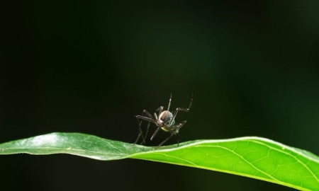 আজ বিশ্ব মশা দিবস, প্রথম কবে পালিত হয়?