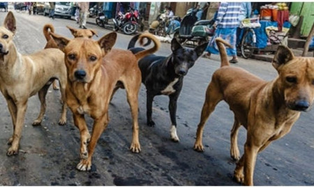 কুকুরের উৎপাতে আতঙ্কে গোপালগঞ্জ শহরবাসী