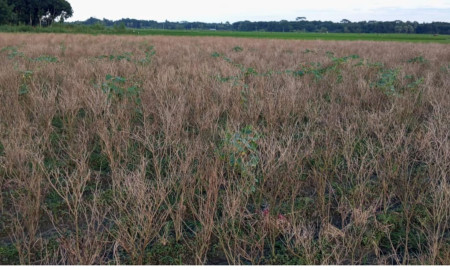 টানা বৃষ্টিতে মরিচ চাষীদের ক্ষতি, আবাদ কমেছে ৪ হাজার ৮০ বিঘা জমিতে