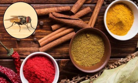 ঘরোয়া টোটকাতেই দূর হবে রান্নাঘরের ময়লার বাক্সের মাছি