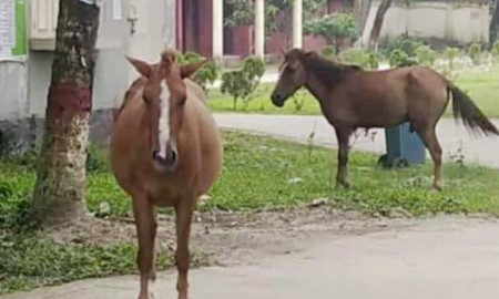 ফরিদপুরে পাগলা ঘোড়ার কামড়ে আহত ২০