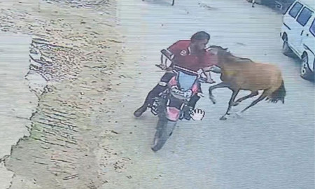 ২০ জনকে কামড়ে আহত করা পাগলা ঘোড়াটির মৃত্যু