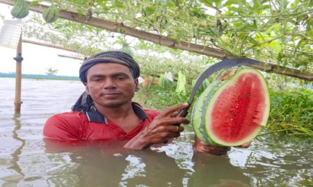 মাছের ঘেরে গ্রীষ্মকালীন তরমুজ চাষে সাফল্য, আয় বাড়ছে কৃষকদের