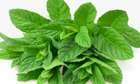 তুলসি পাতার ঔষধি গুণাগুণ