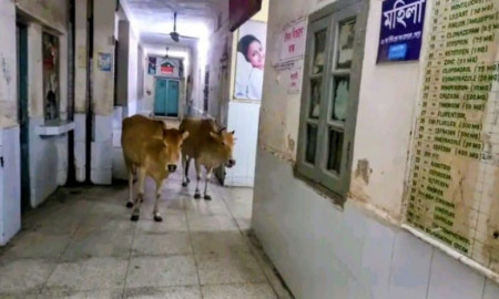 হাসপাতালে ঘুরে বেড়াচ্ছে গরু, ভেঙে পড়েছে স্বাস্থ্যসেবা