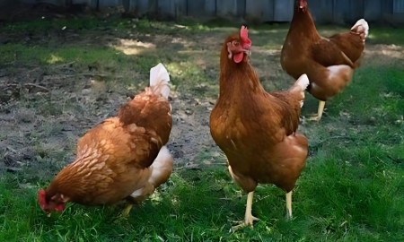 বাংলাদেশে পোল্ট্রি শিল্প: তরুণ উদ্যোক্তাদের জন্য হাইলাইন ব্রাউনের সম্ভাবনা