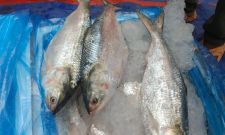 দুর্গাপূজা উপলক্ষে আখাউড়া স্থলবন্দর দিয়ে ভারতে গেল ১২শ কেজি ইলিশ