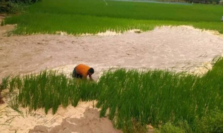 শেরপুরে মহারশি নদীর বাঁধ ভেঙে নিম্নাঞ্চল প্লাবিত, পানির নিচে ফসলি জমি