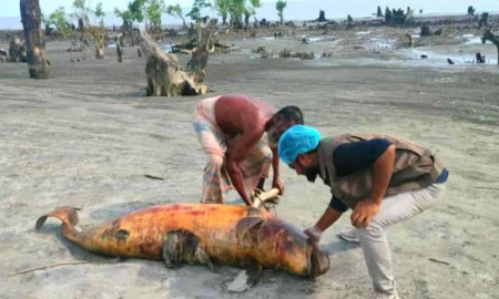 কুয়াকাটায় আবারও ভেসে এলো মৃত ডলফিন