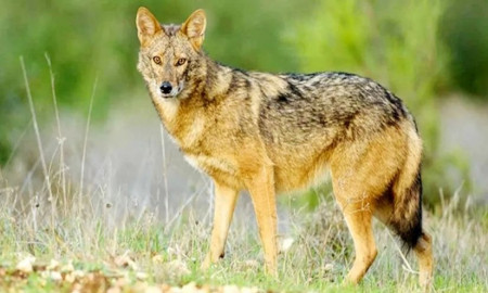 গফরগাঁওয়ে শিয়ালের কামড়ে দুই শিশুসহ আহত ৬