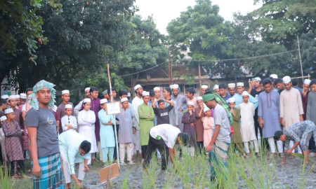 তা'মীরুল মিল্লাতের মাঠে ধানের চারা লাগিয়ে দিল শিক্ষার্থীরা