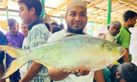 জেলের জালে ধরা পড়ল আড়াই কেজি ওজনের ইলিশ, ১৪ হাজারে বিক্রি