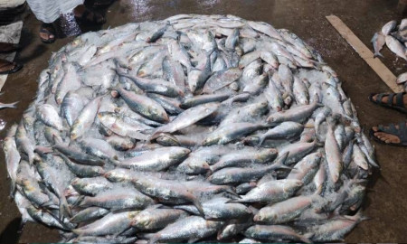 পদ্মা-মেঘনায় ২২ দিন ইলিশ ধরতে পারবেন না জেলেরা