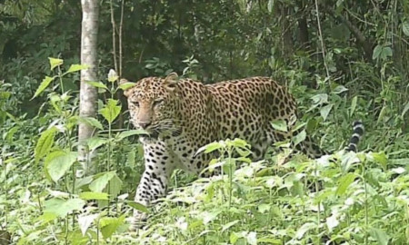 বাড়ির উঠান থেকে প্রথম শ্রেণির ছাত্রকে নিয়ে গেল চিতাবাঘ, পড়ে রইল খোলা বই
