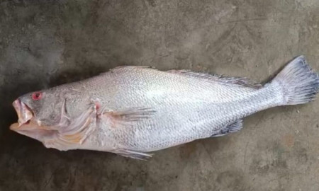 জেলের জালে উঠে এলো বিরল কালো পোয়া, ৭৮ হাজারে বিক্রি