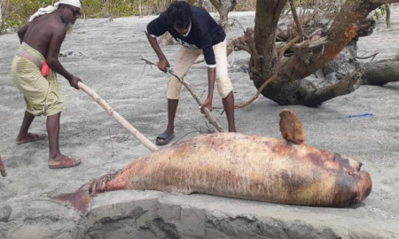 কুয়াকাটা সৈকতে ফের ভেসে এলো মৃত ইরাবতী ডলফিন