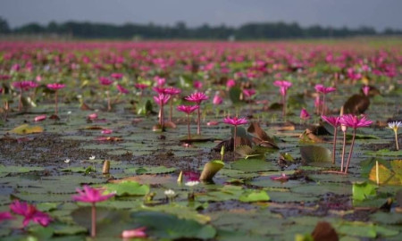 ভোরের আলোয় লাল শাপলার গালিচা, সৌন্দর্য দেখতে পর্যটকদের ভিড়