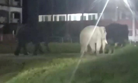 ফসলের আইলের পর এবার কলেজ মাঠে হাতি, এলাকাজুড়ে চাঞ্চল্য 