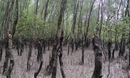 সাতক্ষীরায় খোলপেটুয়া নদীর চর বনায়নের গাছ নির্বিচারে কাটছে দুর্বৃত্তরা