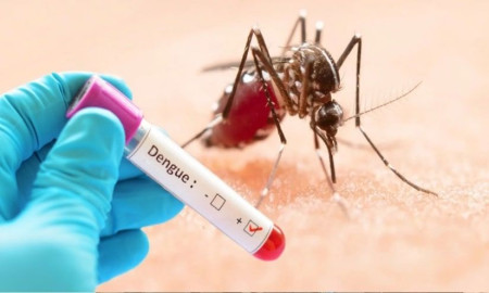 ডেঙ্গু আক্রান্ত অর্ধ লাখ ছাড়াল, হাসপাতালে দেরিতে আসায় মৃত্যু বেশি