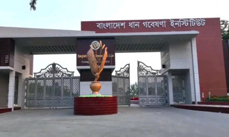 কর্মকর্তা নিয়োগ দেবে ধান গবেষণা ইনস্টিটিউট, পদ ৩২, আবেদন অনলাইনে