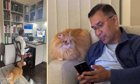 আলোচিত সেই বিড়ালটি কার, বললেন তারেক রহমান