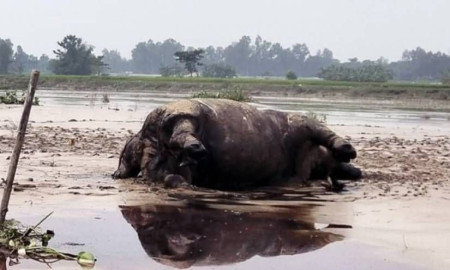 এবার কুড়িগ্রামে নদীর স্রোতে ভারত থেকে ভেসে এলো মৃত গন্ডার