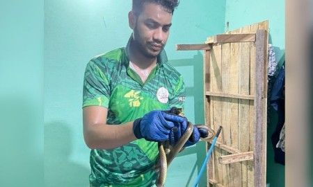 শাবিপ্রবির ছাত্র মেস থেকে সাড়ে চার ফুট দাঁড়াশ সাপ উদ্ধার
