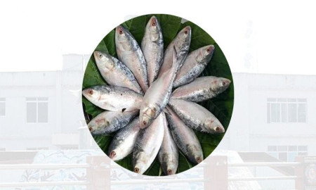 চাঁদপুরের ইলিশ: সাত বিশ্বস্ত অনলাইন বিক্রেতার নাম-পরিচয় প্রকাশ প্রশাসনের