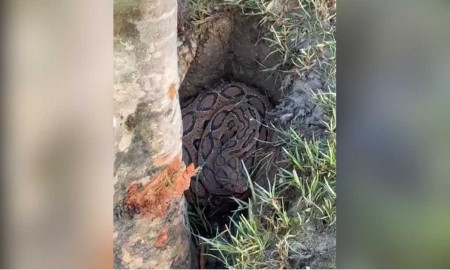 মেঘনার তীরে ভেসে উঠল রাসেল ভাইপার, অতঃপর...