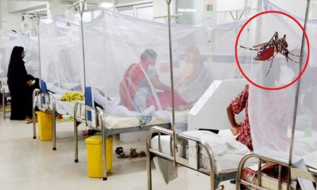 ডেঙ্গুতে ৬ জনের মৃত্যু, হাসপাতালে ভর্তি ৯৫৩ জন