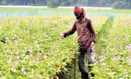 যশোরে ৪৬৫ হেক্টর জমিতে আগাম জাতের শিম চাষ, কৃষকের মুখে হাসি