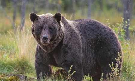 জাপানে ভালুকের হামলায় রেকর্ড সংখ্যক মৃত্যু
