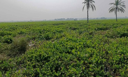 শার্শায় ঠেঙামারী বিলে কচুরিপানায় ভরাট মাঠ, বোরো চাষ নিয়ে দুশ্চিন্তায় কৃষকরা