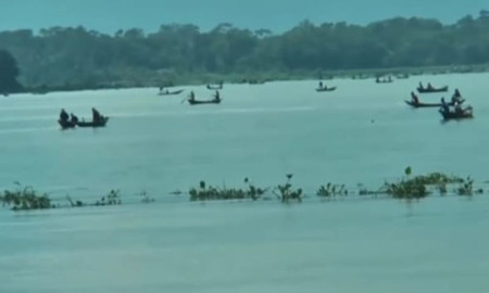 প্রকাশ্যে নদীতে চলছে মা ইলিশ শিকার