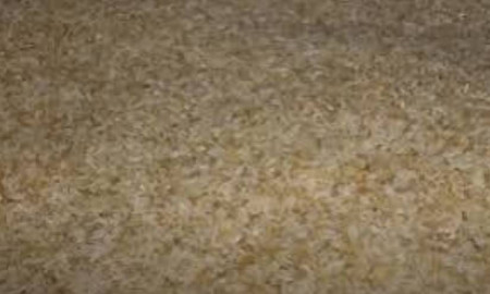 গাইবান্ধায় ‘খাদ্যবান্ধব’ কর্মসূচিতে পচা চাল বিতরণের অভিযোগ