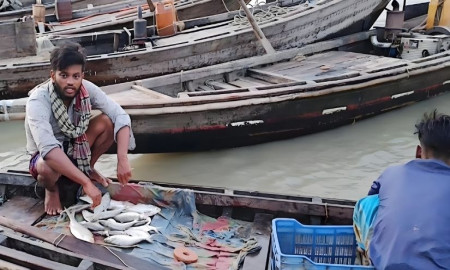 নিষেধাজ্ঞা অমান্য করে ইলিশ শিকার; তেঁতুলিয়ার তীরে অস্থায়ী ইলিশের হাট!