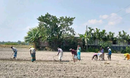 অধিক লাভের আশায় আগাম আলু চাষে ব্যস্ত নীলফামারীর কৃষকেরা