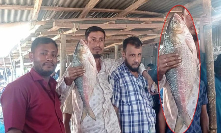 ধরা পড়ল আড়াই কেজি ওজনের ইলিশ, দাম কত?