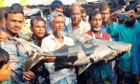 মেঘনায় জেলের জালে ধরা পড়ল ২০ কেজির বাগাড়
