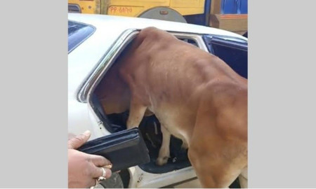 প্রাইভেটকারে গরু নিয়ে পালাল চোর