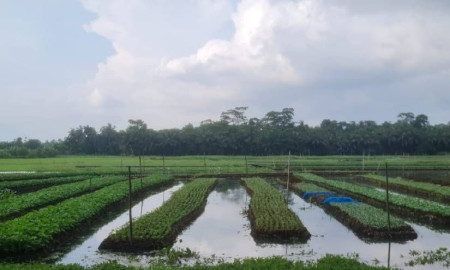 ভাসমান পদ্ধতিতে সবজি চাষ ও চারা উৎপাদনে আগ্রহ বাড়ছে কৃষকদের