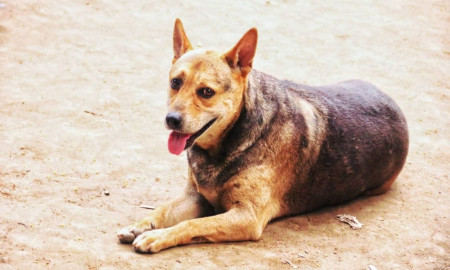 ঢাবির বিখ্যাত কুকুর ‘অভ্র’, সোশ্যাল মিডিয়ায় যার আছে অ্যাকাউন্ট ও জনপ্রিয়তা