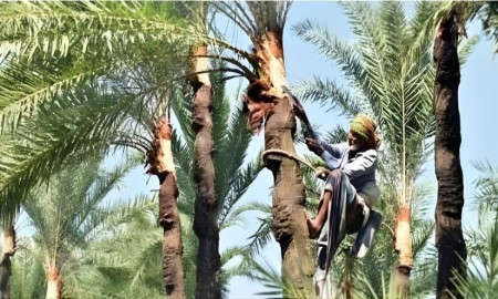 জিআই পণ্য খ্যাত খেজুর গুড়ের শতকোটি টাকার বাজার ধরতে ব্যস্ত গাছিরা