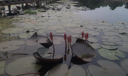 শাপলা নয়, নির্বাচনী প্রতীকে যুক্ত হলো ‘শাপলা কলি’