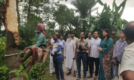 চৌগাছায় জিআই পণ্য খেজুরগুড় সংগ্রহে গাছ কাটার উদ্বোধন 