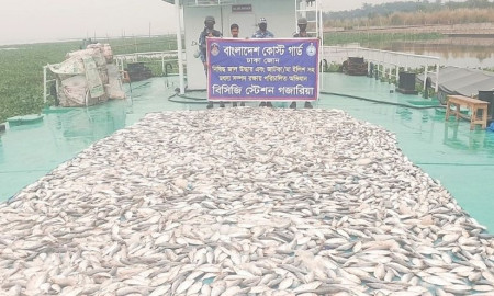 মুন্সিগঞ্জে ৪ হাজার কেজি জাটকা জব্দ কোস্ট গার্ডের