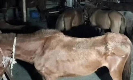 গাজীপুরে ৩৭ রুগ্ণ ঘোড়া ও ৫ মণ ঘোড়ার মাংস উদ্ধার