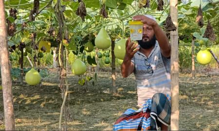 পতিত জমিতে মাচায় লাউ চাষে আশার আলো, কৃষকের মুখে হাসি